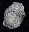 Large Pyrite Replaced Brachiopod - Silica Shale #8802-1